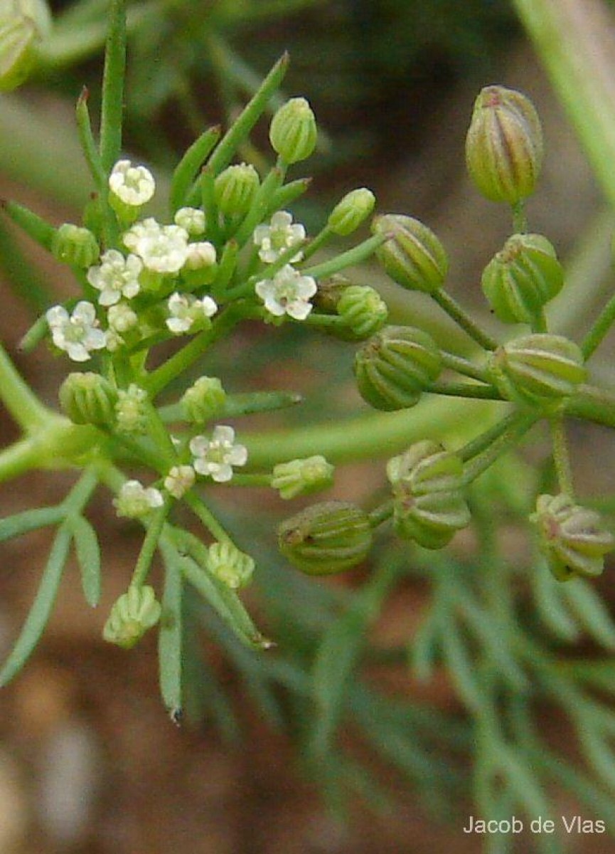 Cyclospermum leptophyllum (Pers.) Sprague ex Britton & P.Wilson